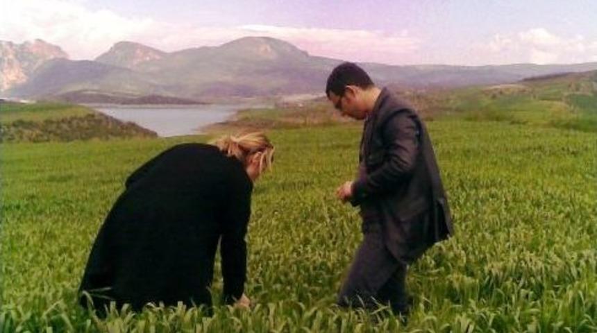 Buğday &Uuml;reticilerine &lsquo;pas Hastalığı&rsquo; Uyarısı