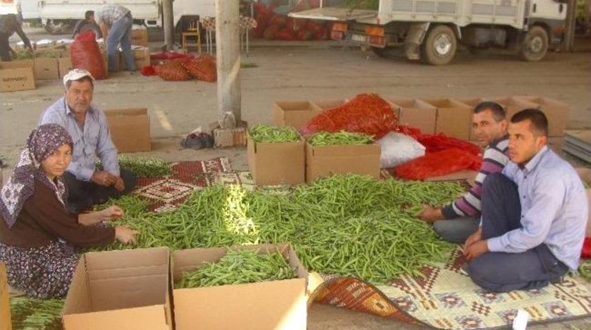 Kaymak&ccedil;ı'da Bakla Ve Bezelye Bereketi