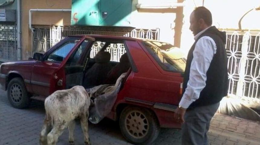 Hasta Buzağı Araba İle Taşındı