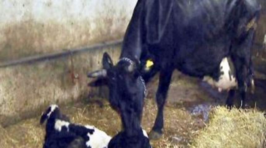 &Uuml;&ccedil;&uuml;z Buzağılar G&ouml;renleri Hayrete D&uuml;ş&uuml;r&uuml;yor.