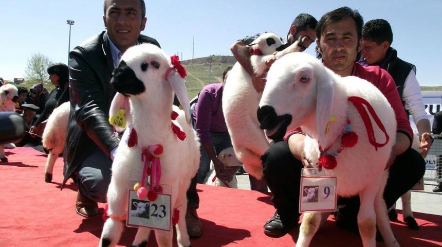 En G&uuml;zel Kuzu Cumhuriyet Altını Kazandırdı