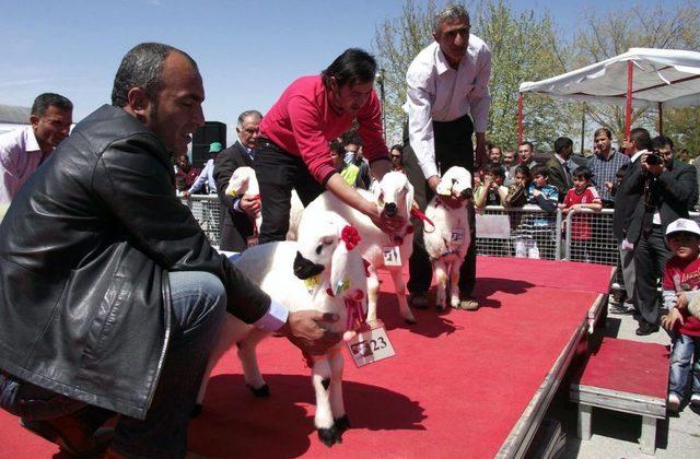 En Güzel Kuzu Cumhuriyet Altını Kazandırdı