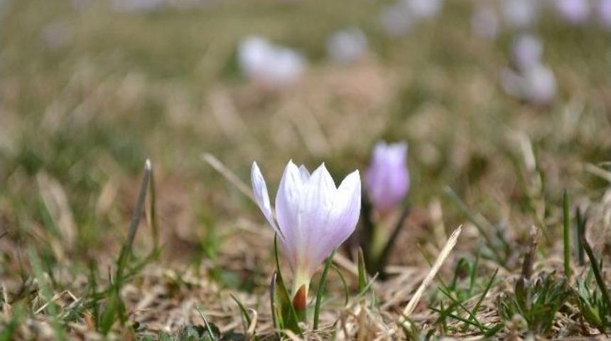 &Ccedil;ambaşı Yaylası'nda 'vargel' G&uuml;zelliği