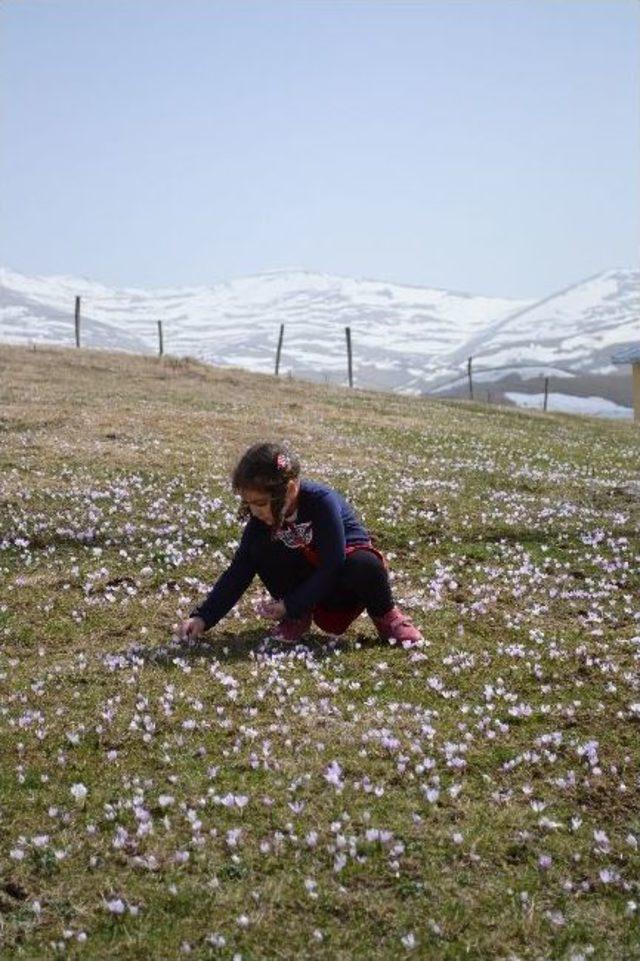 Çambaşı Yaylası'nda 'vargel' Güzelliği