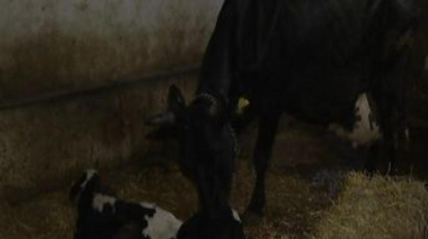 &Uuml;&ccedil;&uuml;z Doğuran İnek Sahibini Şaşkına &Ccedil;evirdi