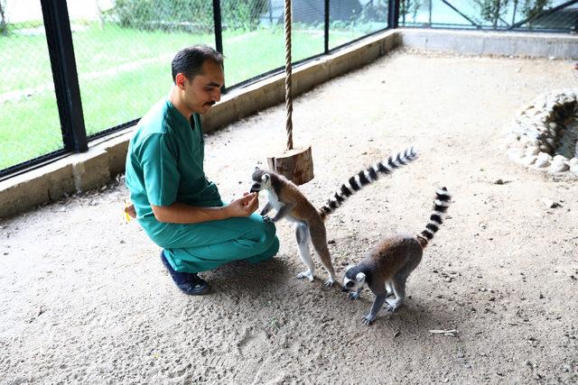 Mersin'in yeni misafirleri halka kuyruklu lemurlar