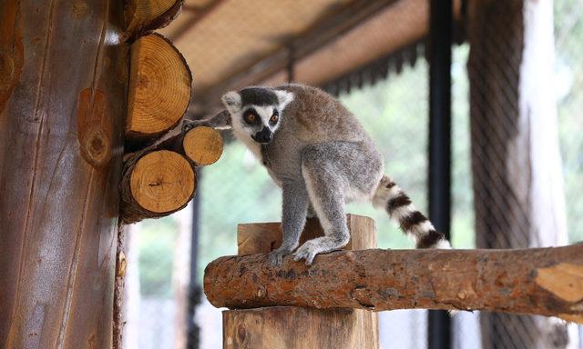 Mersin'in yeni misafirleri halka kuyruklu lemurlar