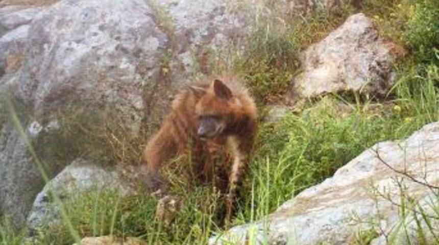 &Ccedil;izgili Sırtlan Şanlıurfa&rsquo;da G&ouml;r&uuml;nt&uuml;lendi