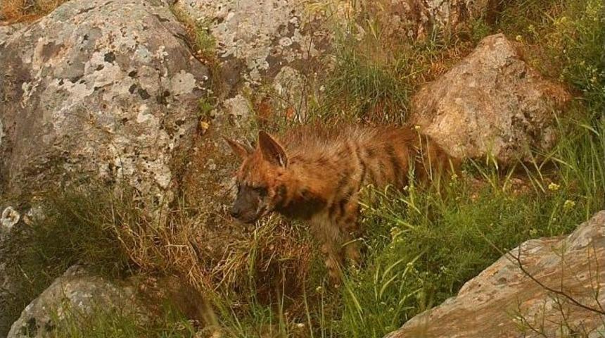Şanlıurfa Bozkırlarında &Ccedil;izgili Sırtlan G&ouml;r&uuml;nt&uuml;lendi