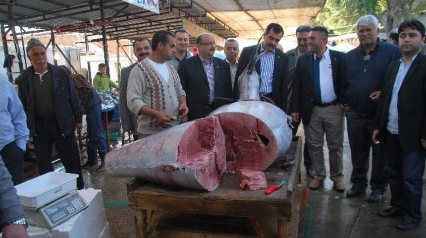 Didim A&ccedil;ıklarında 330 Kilo Ağırlığında Balık Yakalandı
