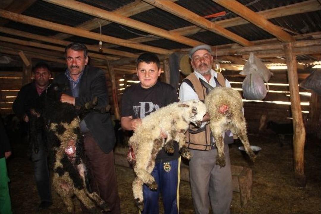 Ahırda kan donduran manzara