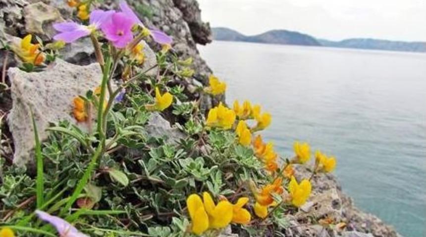 Dilek Yarımadası Rengarenk