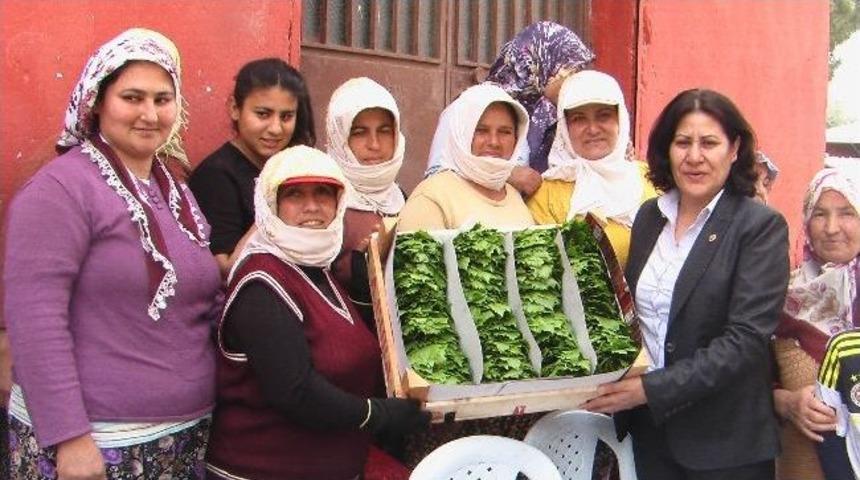 Manisa'da Taze Yaprak Sezonu A&ccedil;ıldı