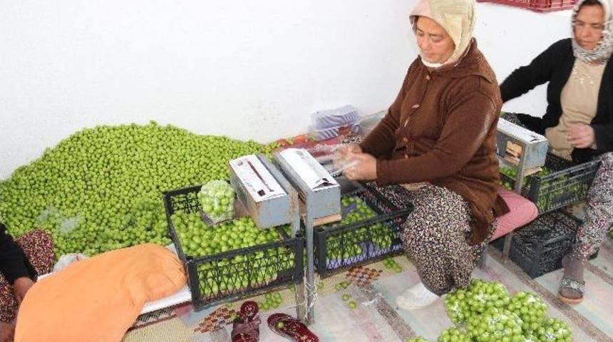 Mut&rsquo;ta Erik, &Uuml;reticinin Y&uuml;z&uuml;n&uuml; G&uuml;ld&uuml;rd&uuml;