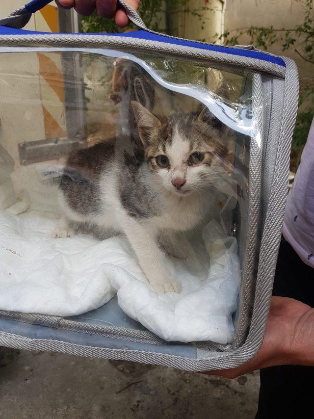 3 gündür kuyuda mahsur kalan kediyi, AFAD kurtardı
