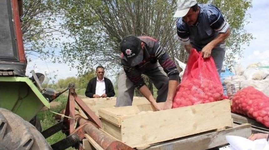 Erzincan&rsquo;da Patates Yetiştiriciliği