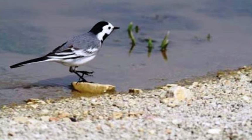 Taraklı'daki Kuşların Rota, T&uuml;r Ve Sayıları Hakkında &Ccedil;alışma Yapılıyor
