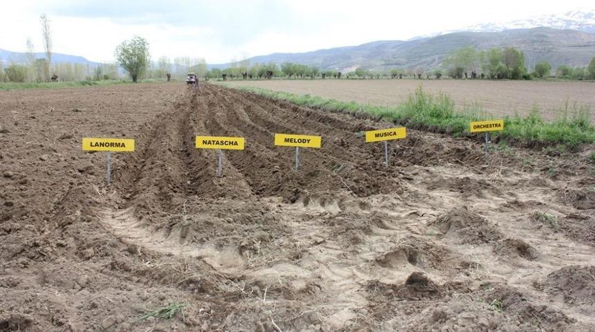 Patates &Uuml;retiminin Yaygınlaşması I&ccedil;in &Ccedil;alışma Başlatıldı
