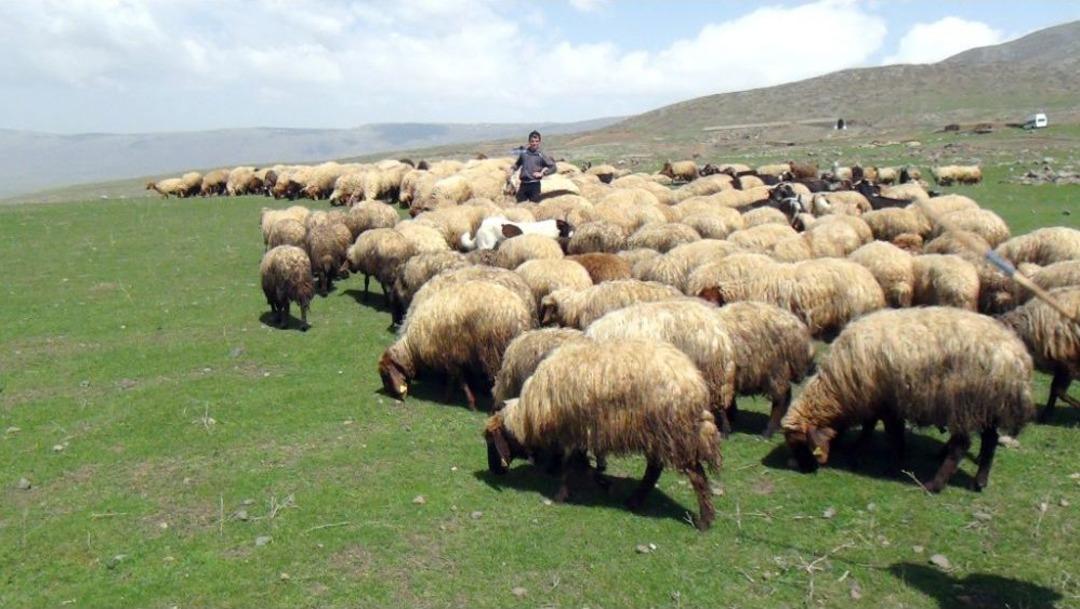 Bitlis&rsquo;te Yayla D&ouml;nemi Başladı