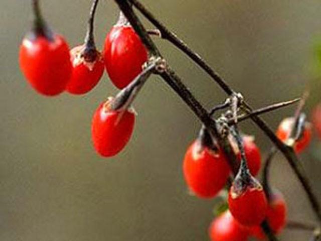  Mucize meyve nin lezzet şoku! 3