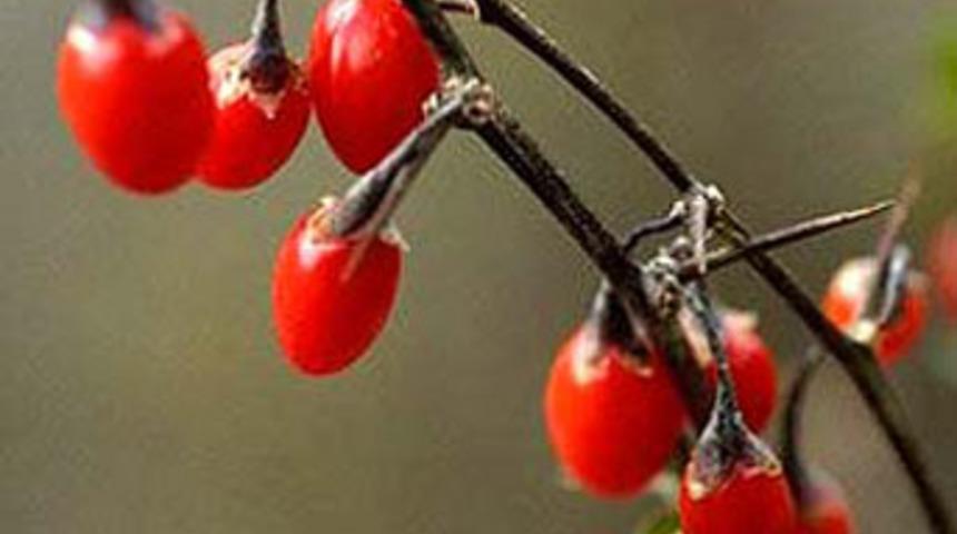 'Mucize meyve'nin lezzet şoku!