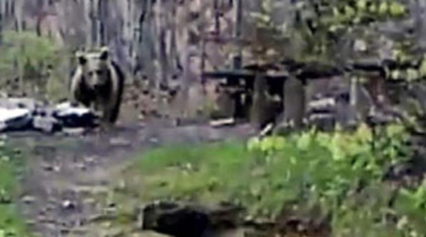 A&ccedil; kalan ayı piknik alanını bastı