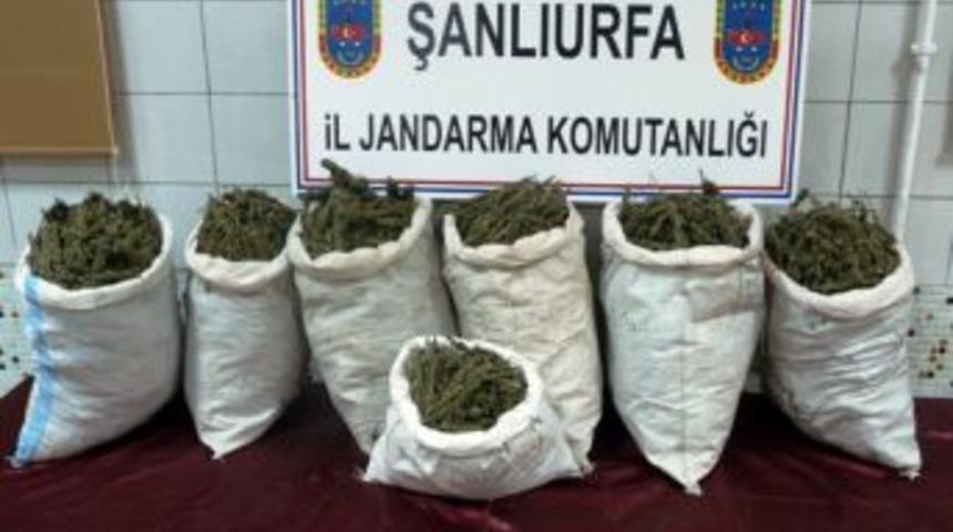 Esrar Sevkiyatı Jandarmaya Takıldı