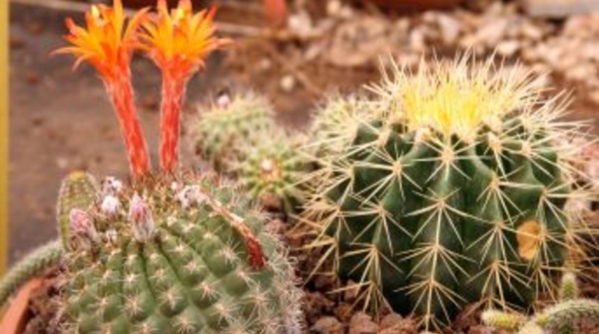 Kakt&uuml;s Severler İstanbul'da Buluşuyor