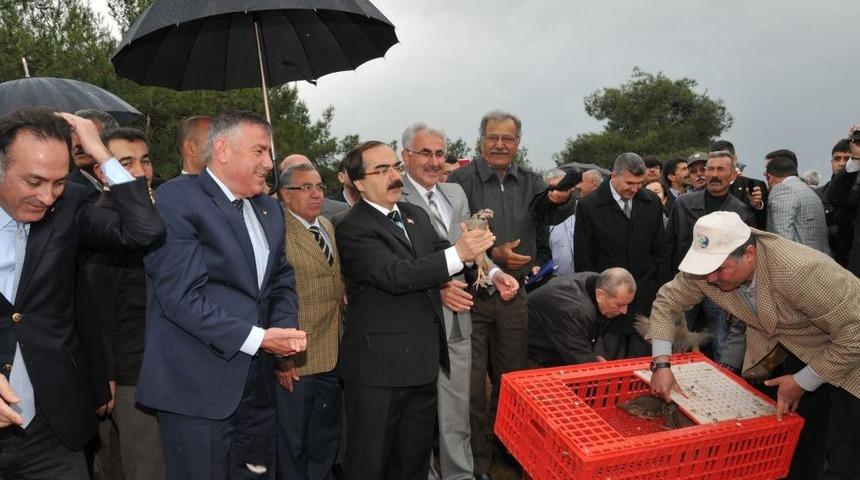 Buğdayları S&uuml;neden Keklikler Koruyacak