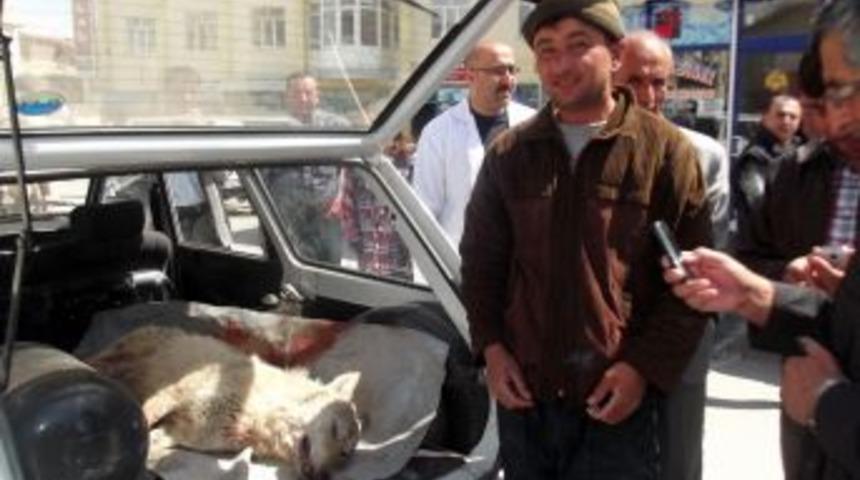 Karapınar&rsquo;da A&ccedil; Kurtlar Koyunlara Saldırdı