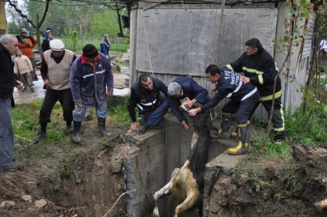 Kuyuya D&uuml;şen İnek &Ouml;nce Kurtarıldı, Sonra Kesildi