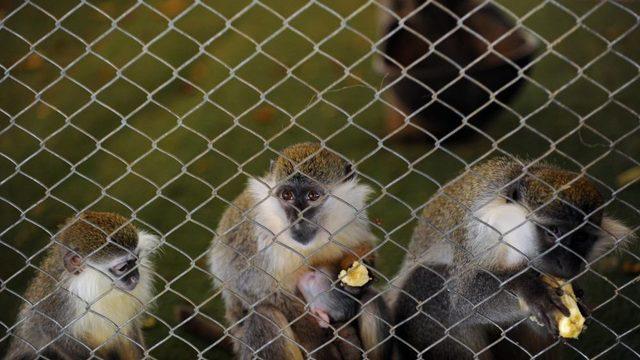 Antalya Hayvanat Bahçesi’nde Yavru Sevinci Yaşanıyor