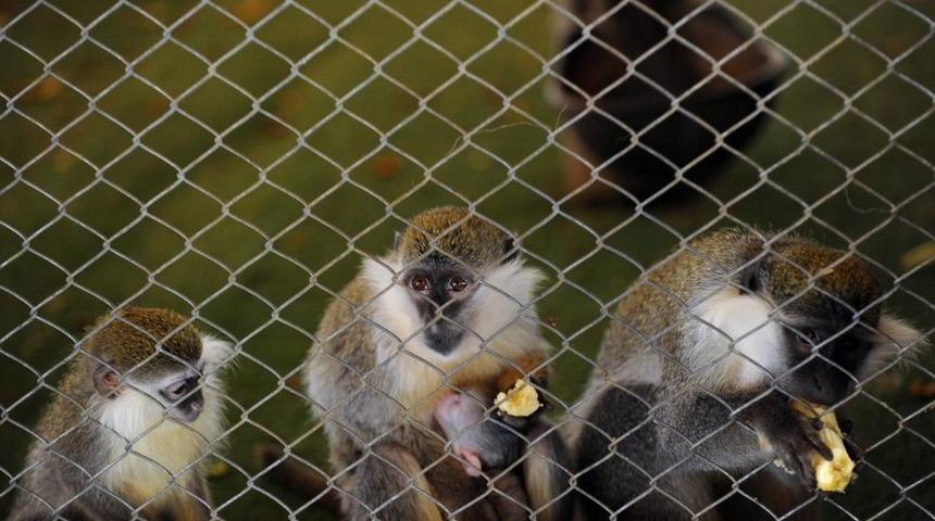 Antalya Hayvanat Bah&ccedil;esi&rsquo;nde Yavru Sevinci Yaşanıyor