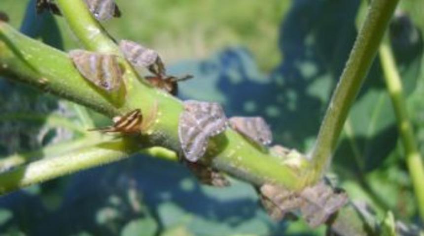 Doğu Karadeniz&rsquo;in Tehlikeli B&ouml;cek T&uuml;r&uuml; Yok Edilmeye &Ccedil;alışılacak