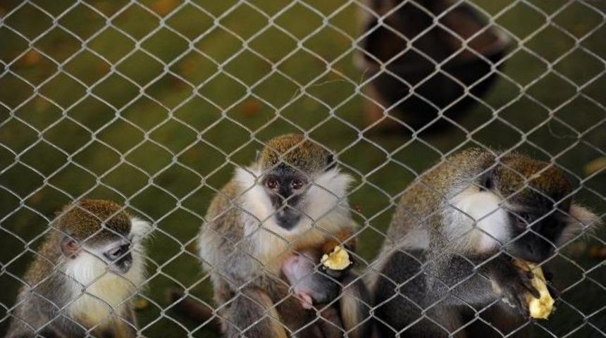 Hayvanat Bah&ccedil;esi&rsquo;nde Yavru Sevinci