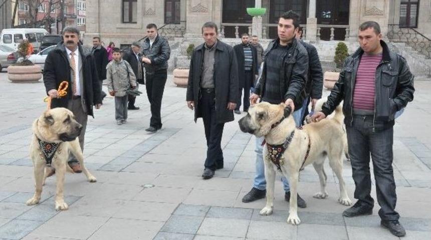 Aksaray Malaklısı Malatya&rsquo;da Tanıtıldı
