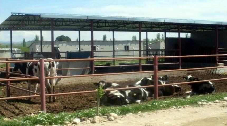 S&uuml;t Sığırcılığı Kursiyerleri Sınava Girdi