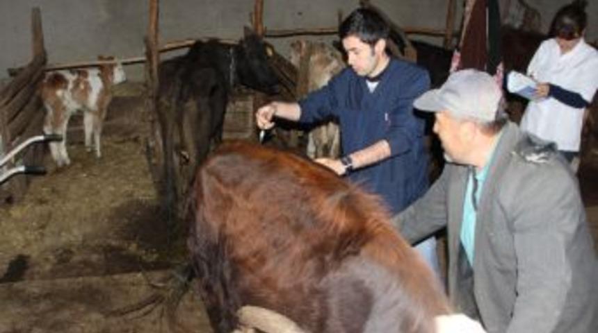 Yenice&rsquo;de Şap Aşıları Devam Ediyor