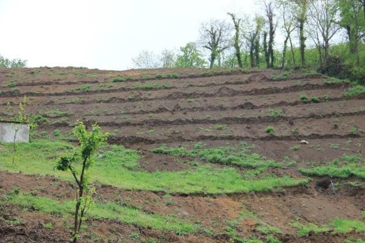 Fındıkta Teraslama Ve Yenileme Projesi Fatsa&rsquo;da Hayata Ge&ccedil;ti