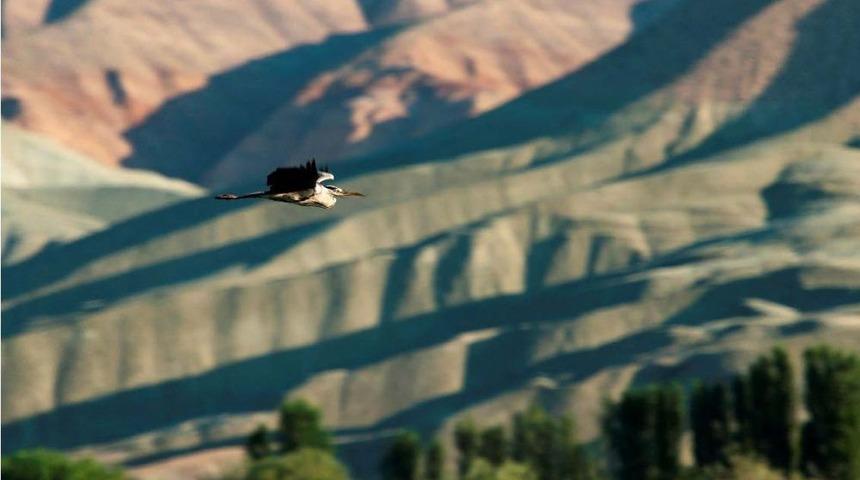 Nallıhan, 187 Kuş T&uuml;r&uuml;n&uuml; Barındırıyor