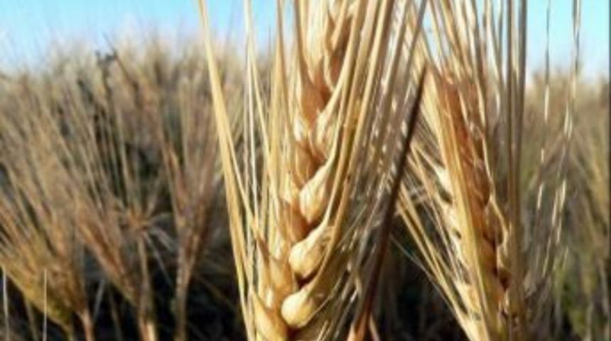 Hububatta &Uuml;r&uuml;n Bol İhracat Artacak