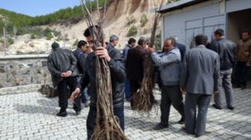 Şaphane'de 18 &Ccedil;ift&ccedil;iye Bin Adet Fernor Cinsi Aşılı Ceviz Fidanı Dağıtıldı