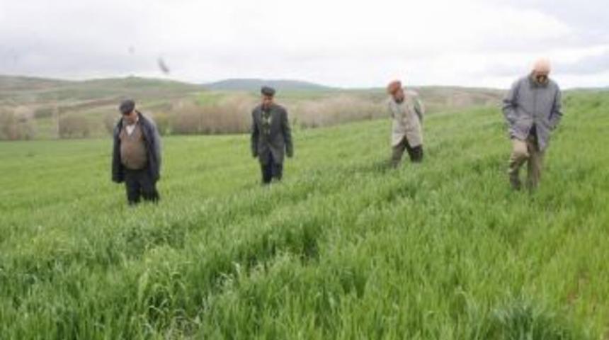Nisan Yağmurları Yozgat &Ccedil;ift&ccedil;isinin Y&uuml;z&uuml;n&uuml; G&uuml;ld&uuml;rd&uuml;