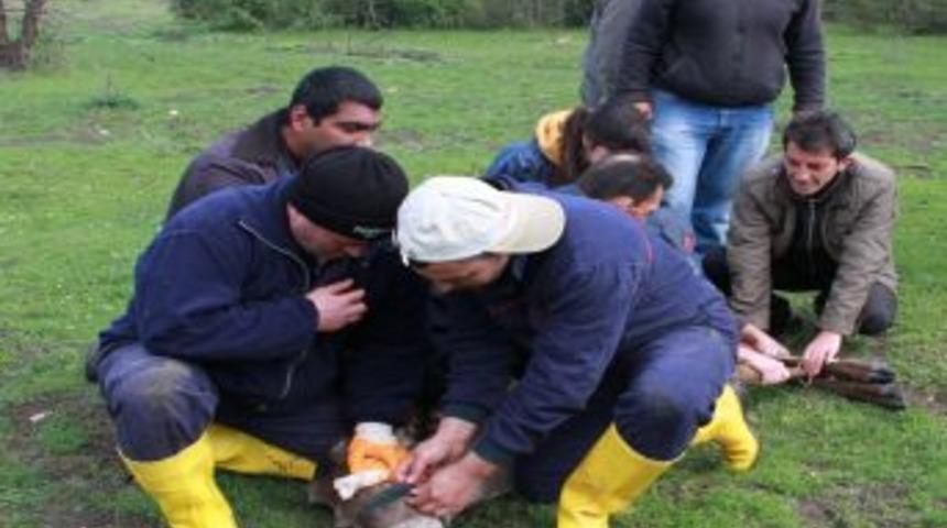 Bursa'da Yakalanan Geyikler Giresun'a G&ouml;nderilmek &Uuml;zere Bakanlığa Verildi