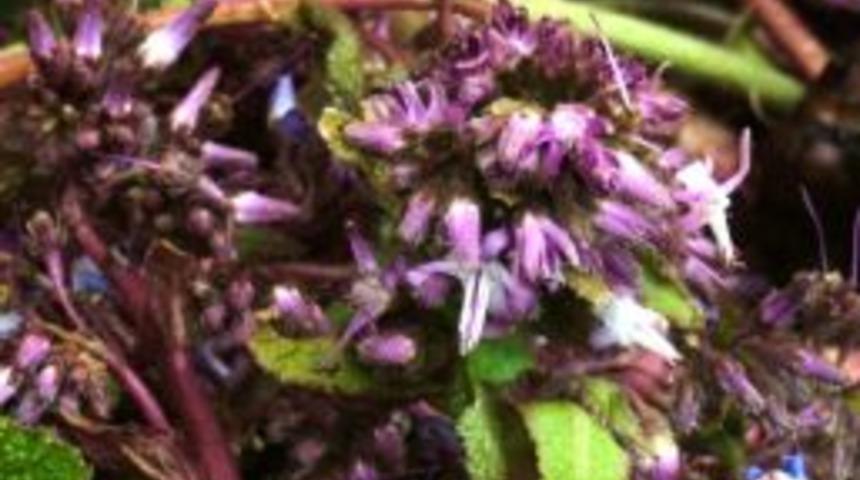 Bozkurtlu Kadınların Ge&ccedil;im Kaynağı 'hodan' Otu