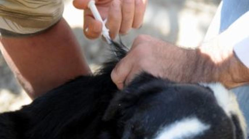 Doktorun 100 Sokak Hayvanına El Konuldu