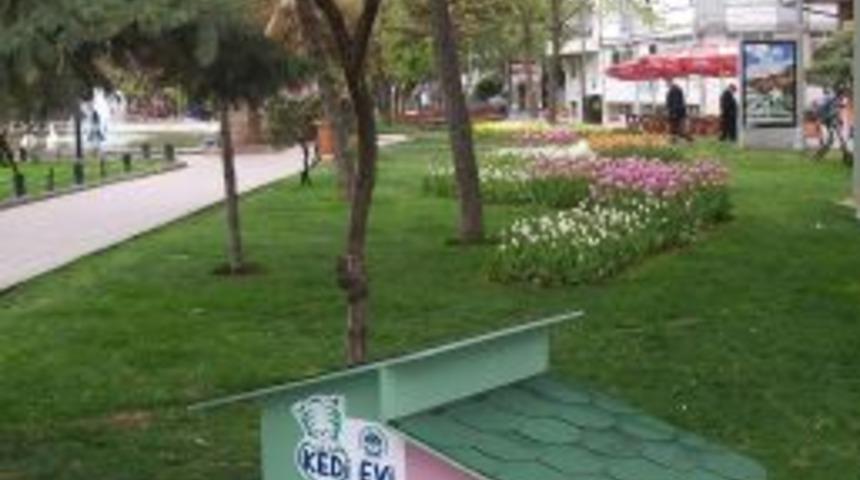 Sokak Kedileri &lsquo;yuva&rsquo;larına Kavuştu