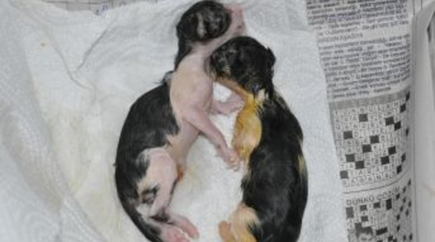 Yolda Doğum Yapan Kediyi Veterinere G&ouml;t&uuml;rd&uuml;