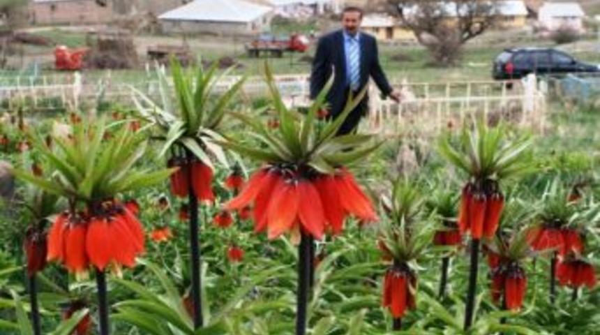 Akdamar Belediyesi Ters Laleleri Koruma Altına Alıyor