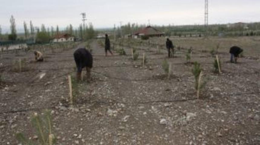 Elbiz Deresi &Ccedil;evresindeki Fidanlar Modern Y&ouml;ntemlerle Sulanacak